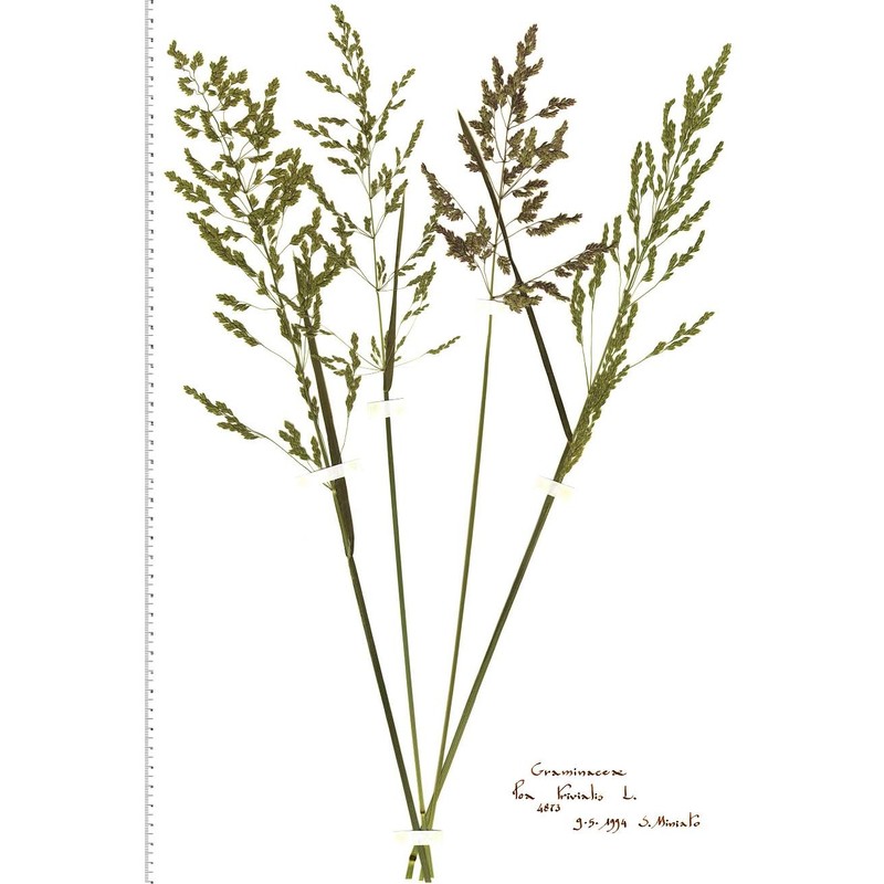 poa trivialis l.