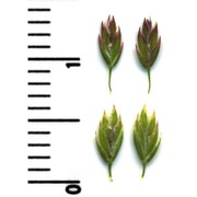 poa trivialis l.