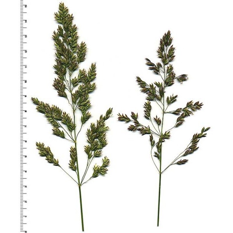 poa trivialis l.