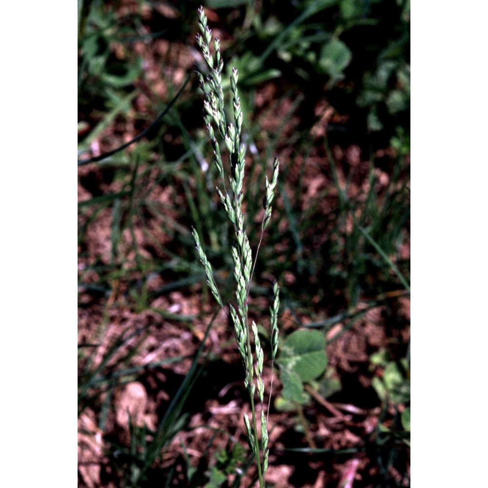 poa trivialis l.