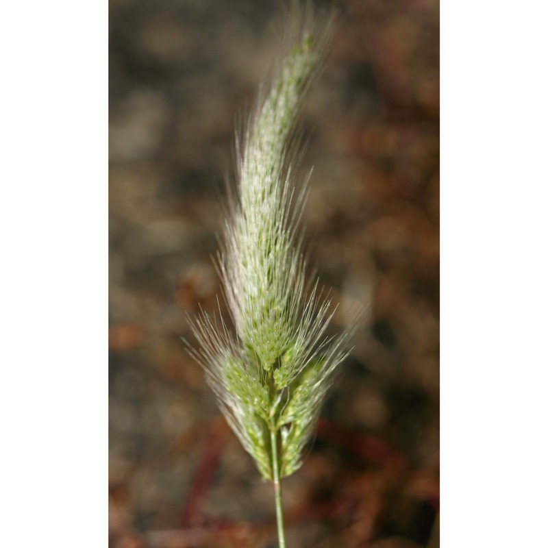 polypogon monspeliensis (l.) desf.