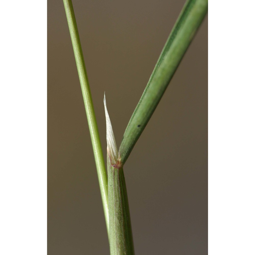 polypogon monspeliensis (l.) desf.