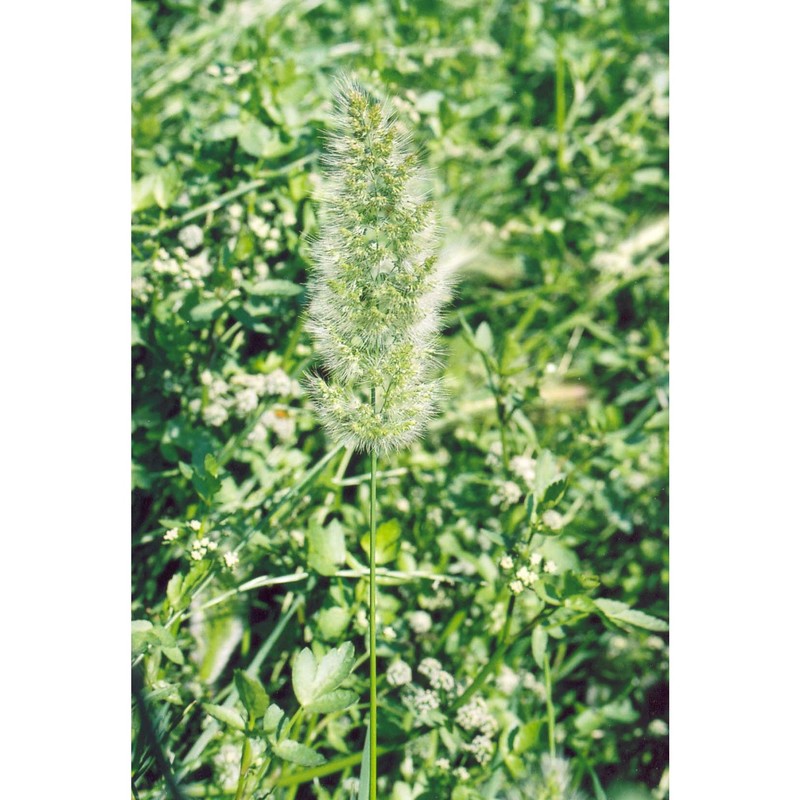 polypogon monspeliensis (l.) desf.