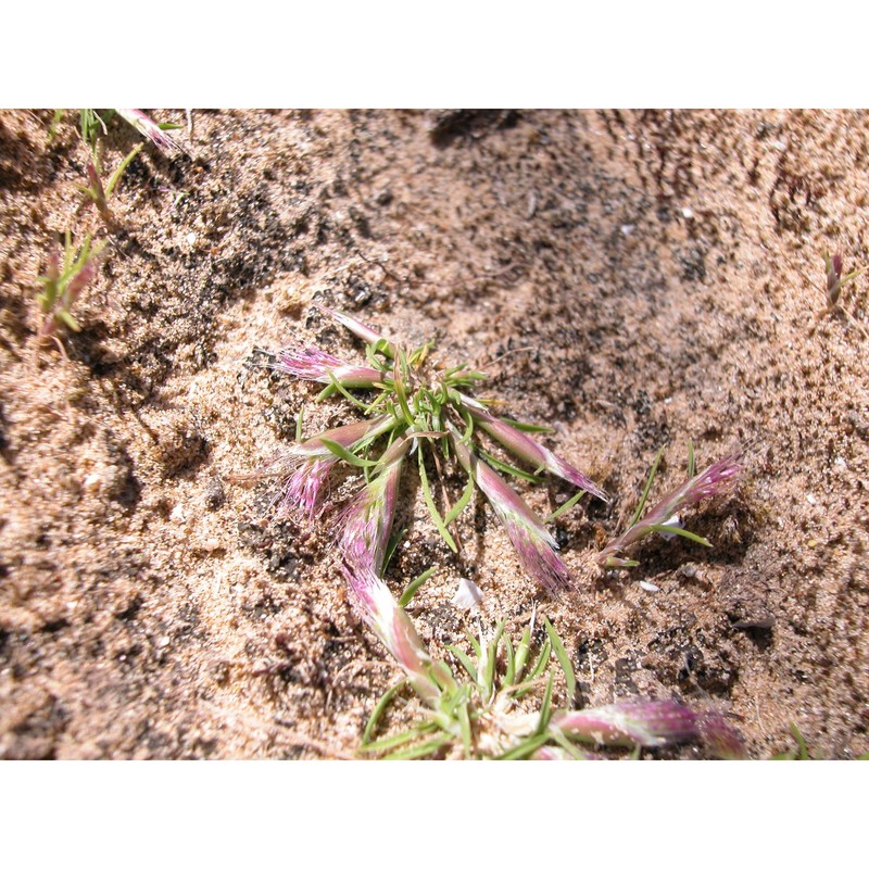 polypogon subspathaceus req.