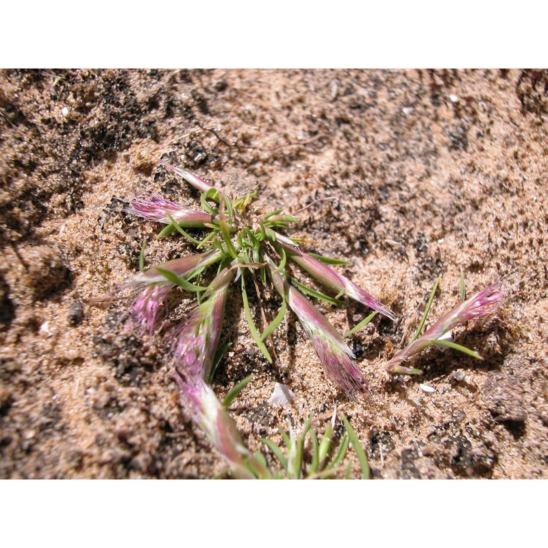 polypogon subspathaceus req.