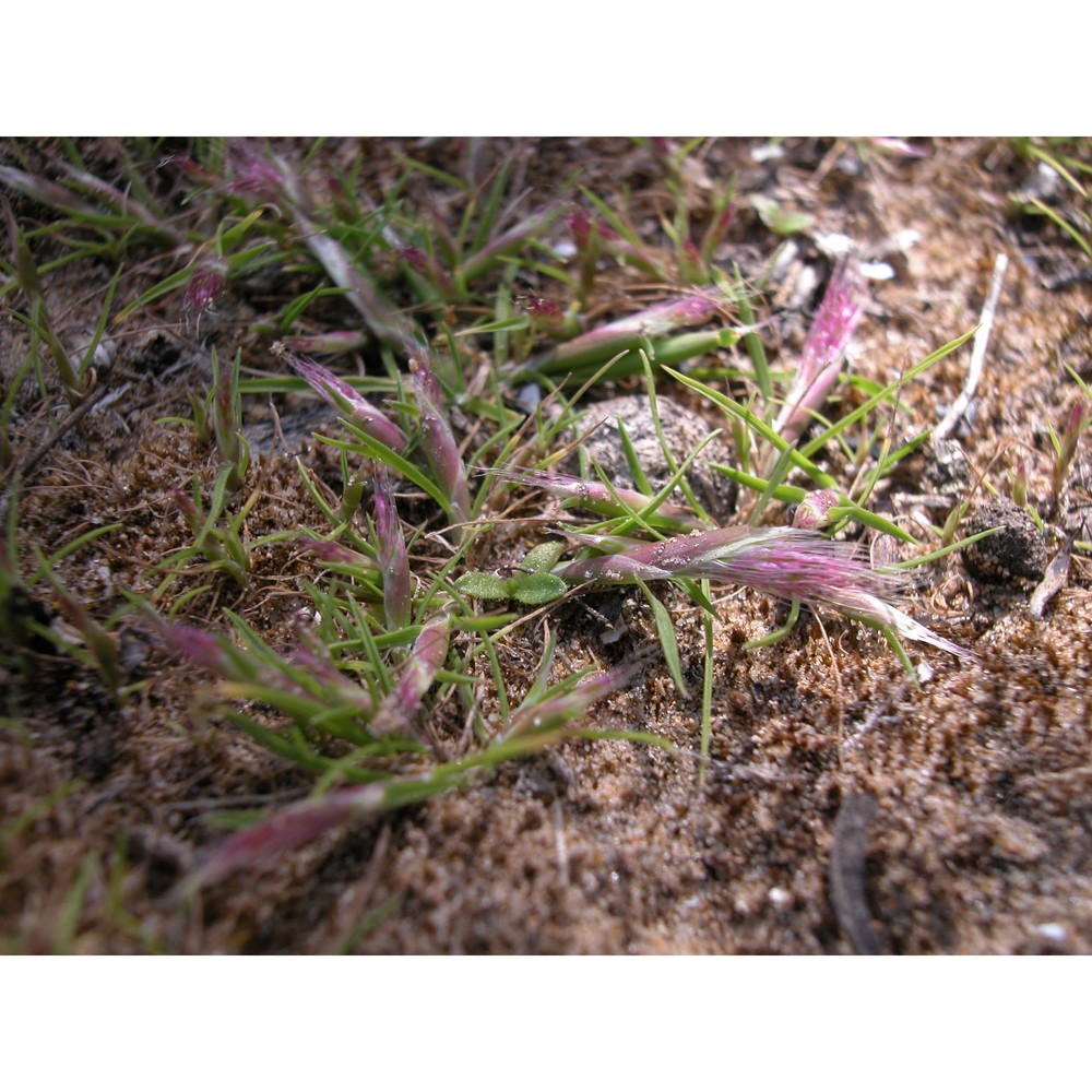 polypogon subspathaceus req.