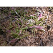 polypogon subspathaceus req.