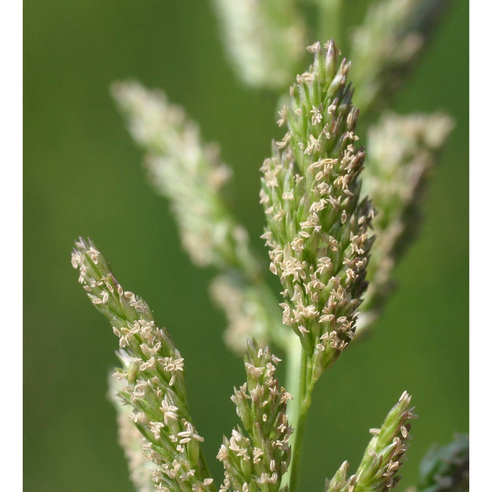 polypogon viridis (gouan) breistr.