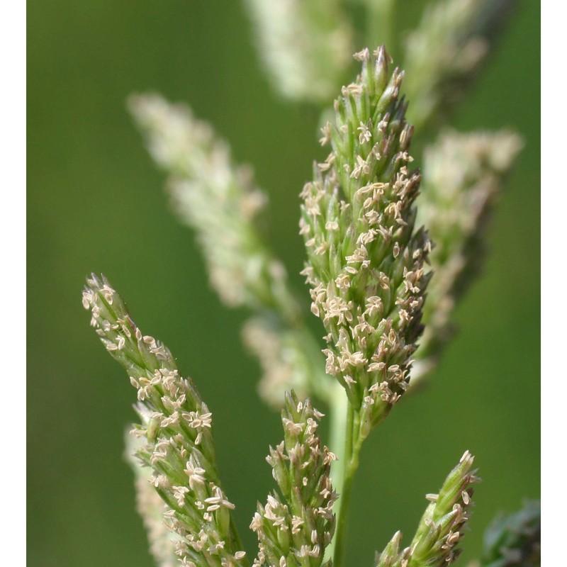 polypogon viridis (gouan) breistr.