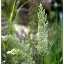 rostraria cristata (l.) tzvelev