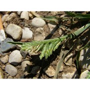 sclerochloa dura (l.) p. beauv.