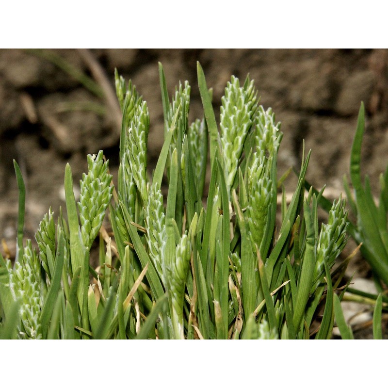 sclerochloa dura (l.) p. beauv.