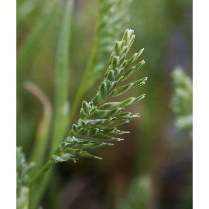 sclerochloa dura (l.) p. beauv.