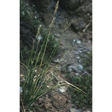 sesleria argentea (savi) savi