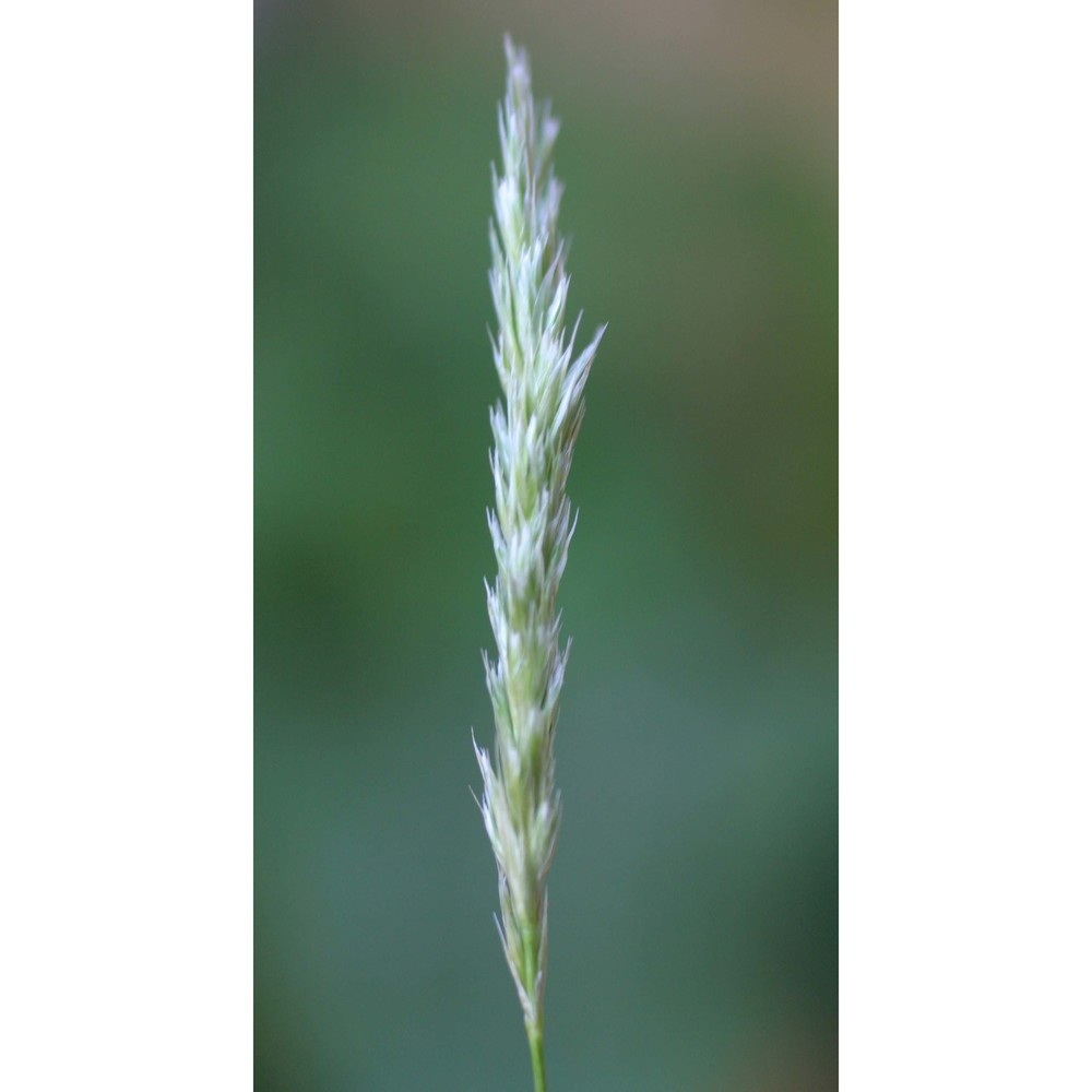 sesleria autumnalis (scop.) f. w. schultz