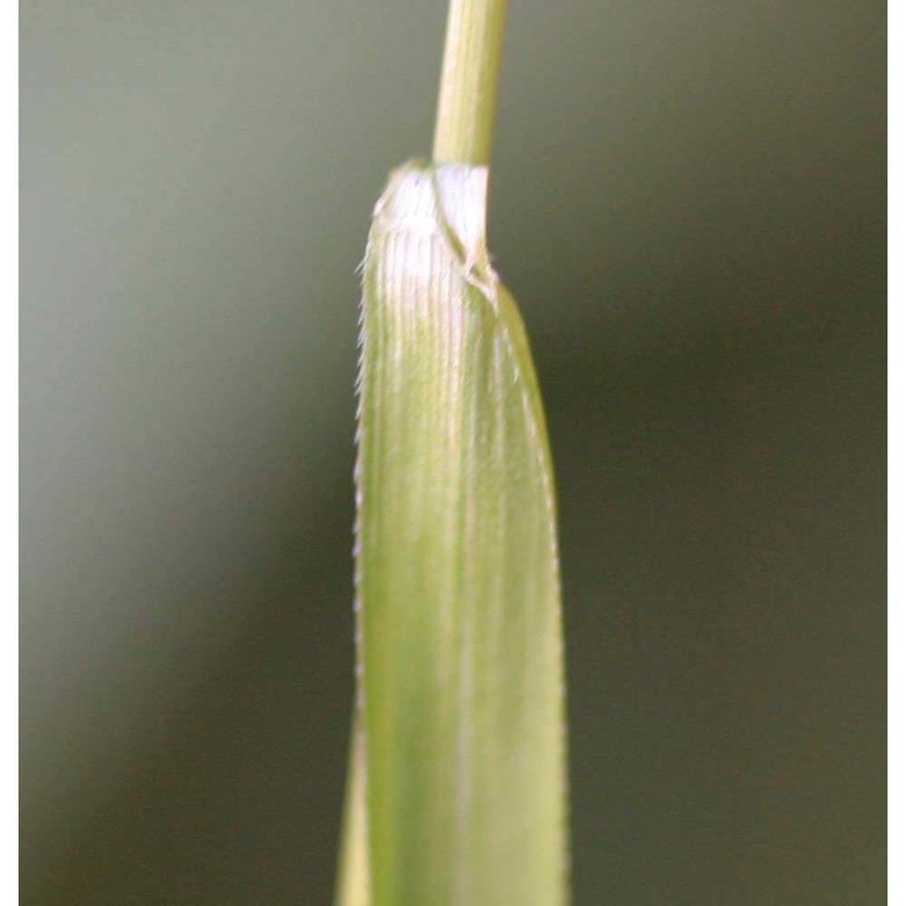 sesleria autumnalis (scop.) f. w. schultz