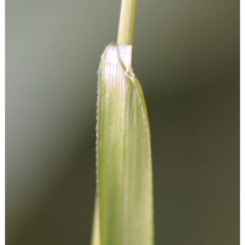 sesleria autumnalis (scop.) f. w. schultz