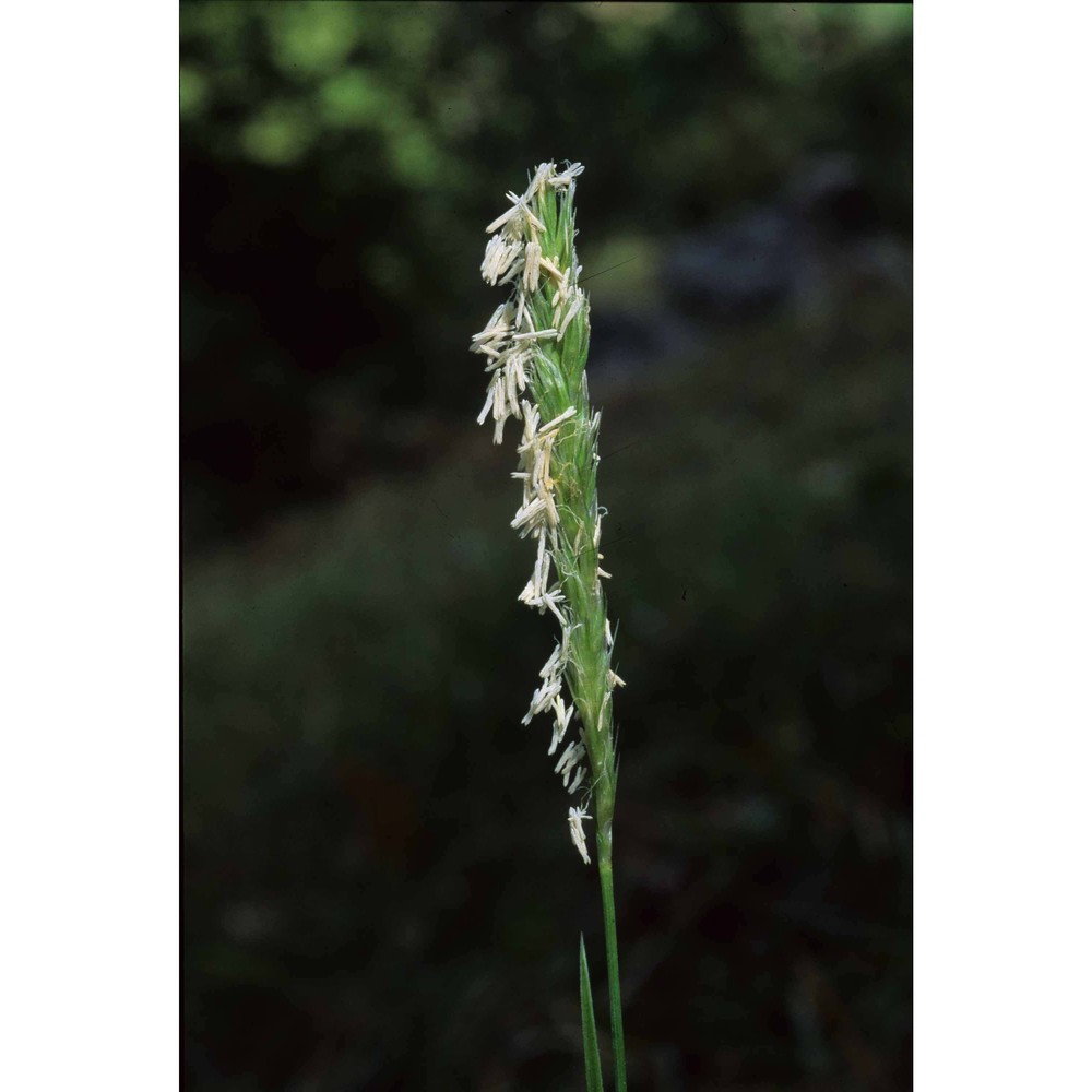 sesleria autumnalis (scop.) f. w. schultz