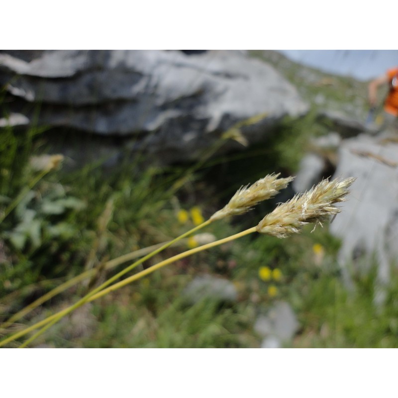 sesleria calabrica (deyl) di pietro