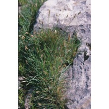 sesleria insularis sommier