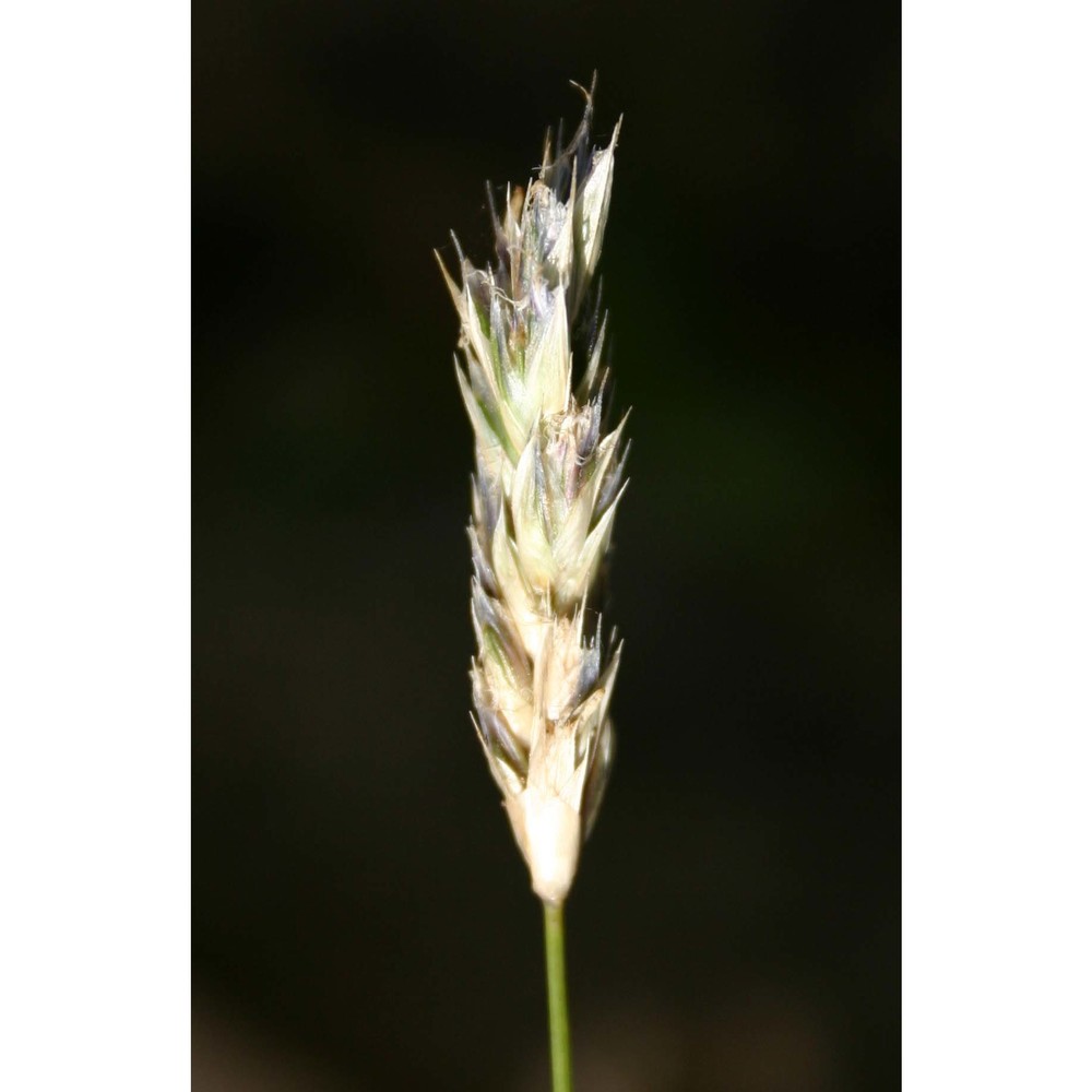 sesleria insularis sommier