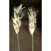 sesleria insularis sommier