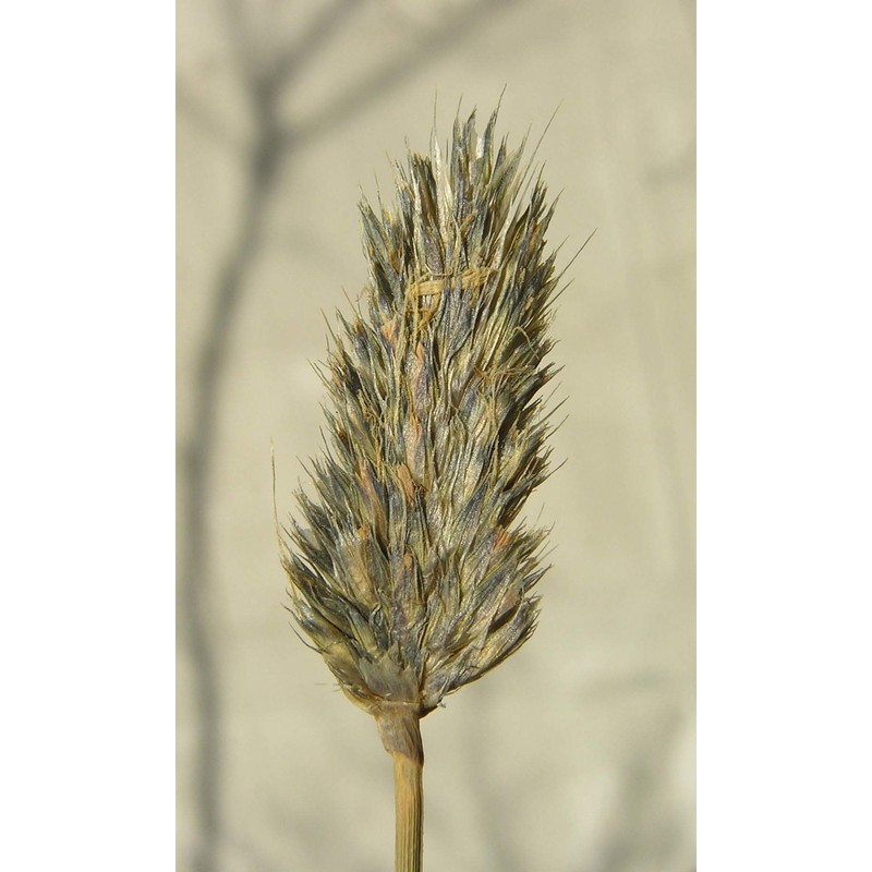 sesleria italica (pamp.) ujhelyi