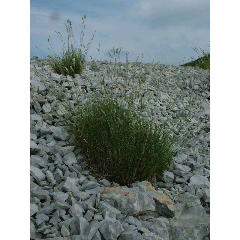 sesleria juncifolia suffren