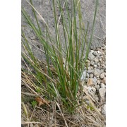 sesleria juncifolia suffren