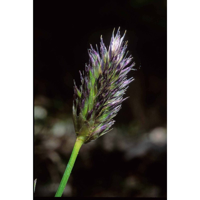 sesleria nitida ten.