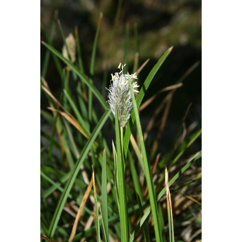 sesleria nitida ten.