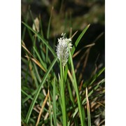 sesleria nitida ten.