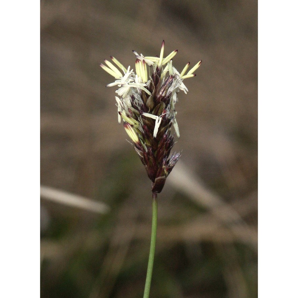 sesleria pichiana foggi, g. rossi et pignotti