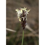 sesleria pichiana foggi, g. rossi et pignotti