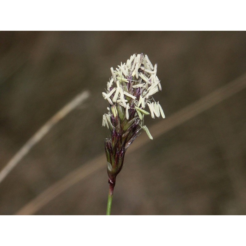 sesleria pichiana foggi, g. rossi et pignotti