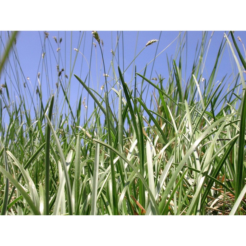 sesleria pichiana foggi, g. rossi et pignotti