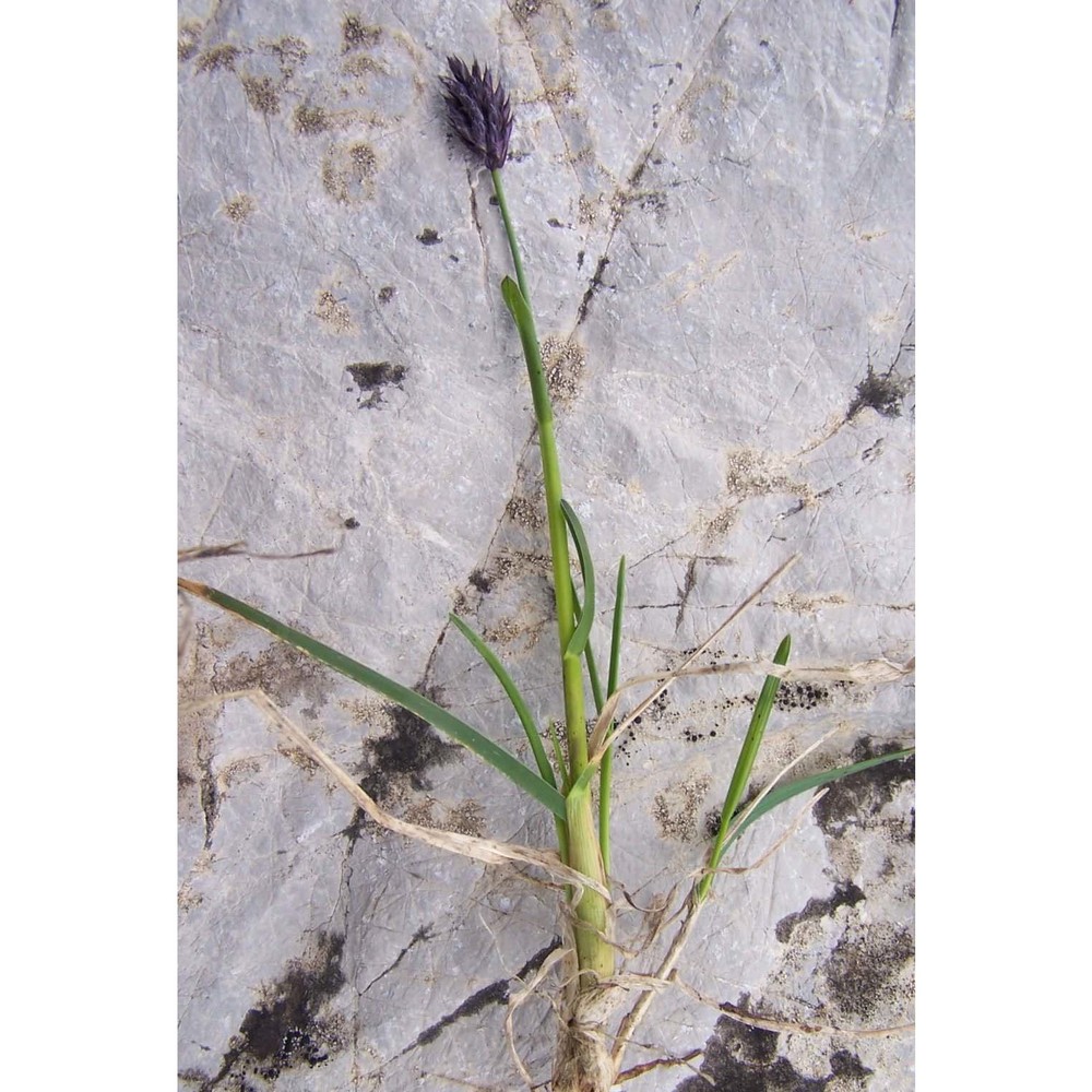 sesleria tatrae (degen) deyl