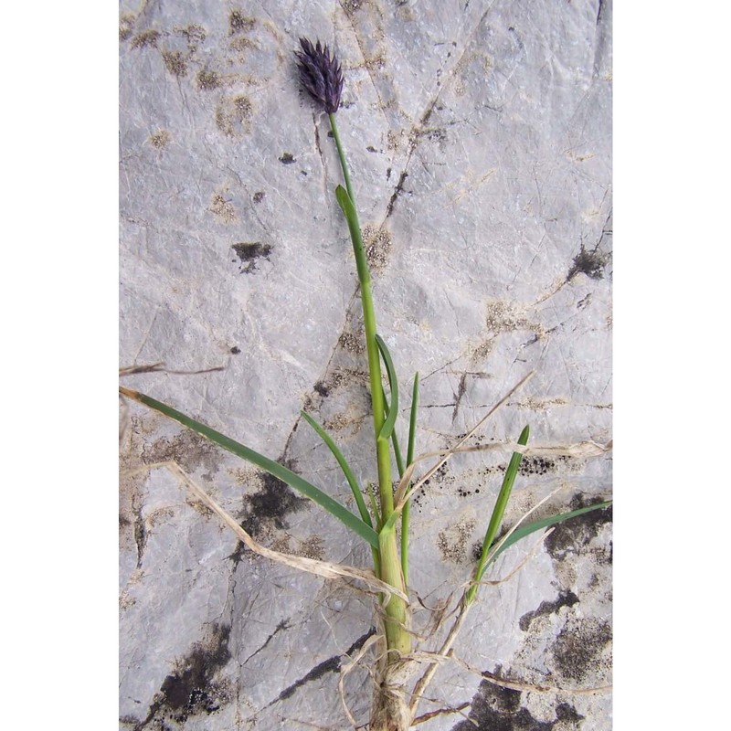 sesleria tatrae (degen) deyl