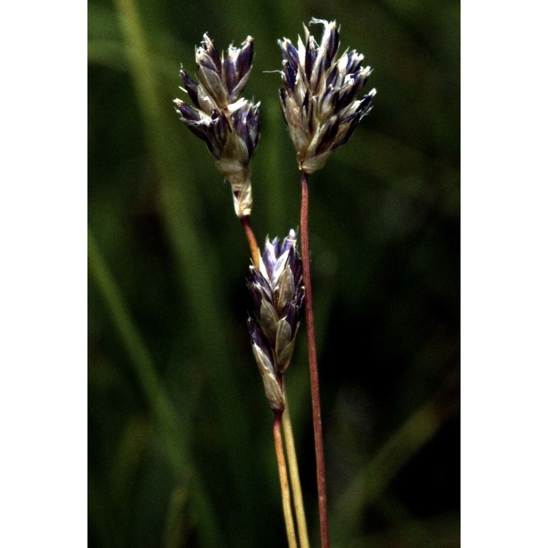 sesleria uliginosa opiz