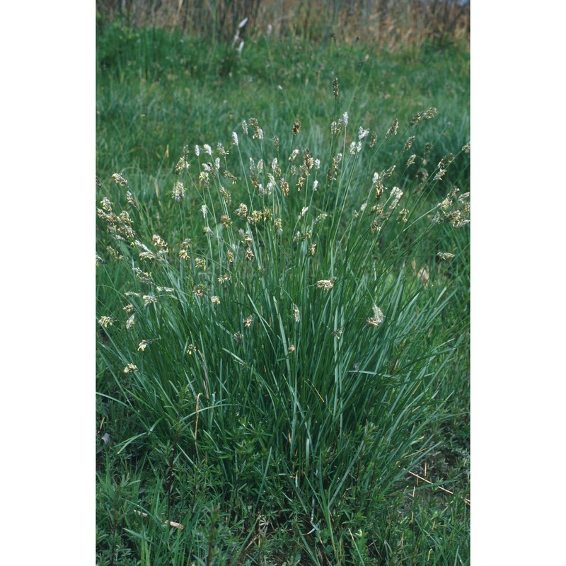 sesleria uliginosa opiz