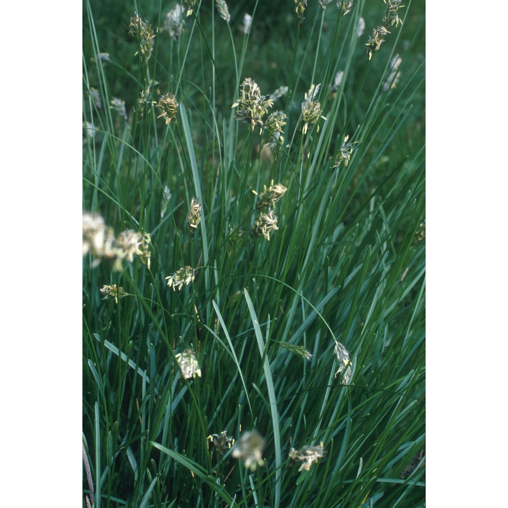 sesleria uliginosa opiz