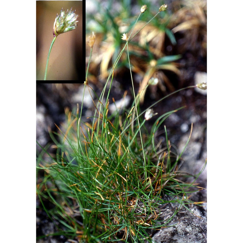 sesleriella sphaerocephala (ardoino) deyl