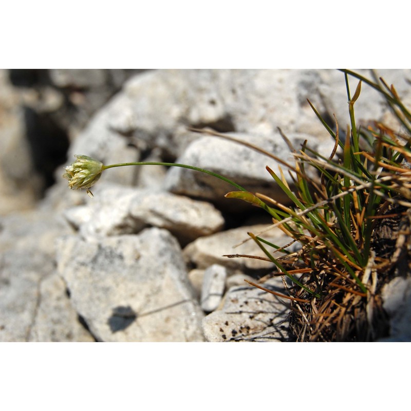 sesleriella sphaerocephala (ardoino) deyl