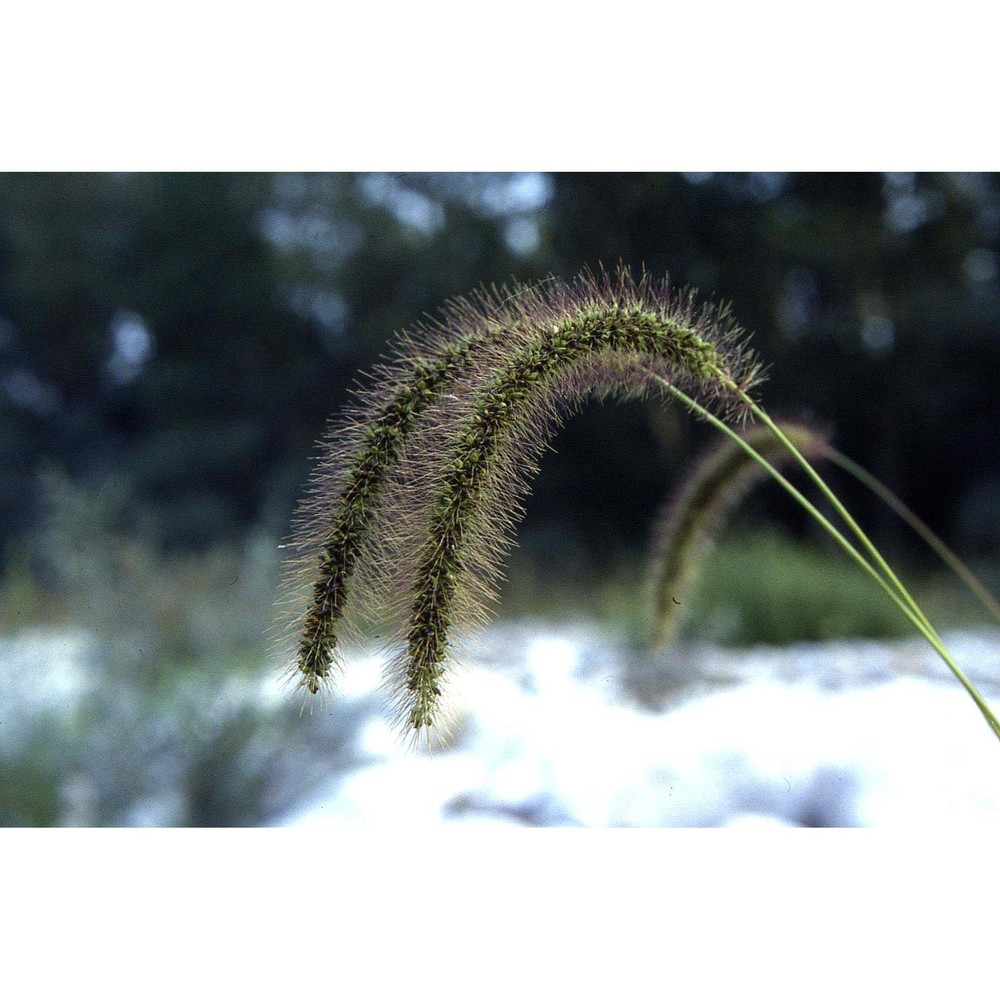 setaria faberi r. a. w. herrm.