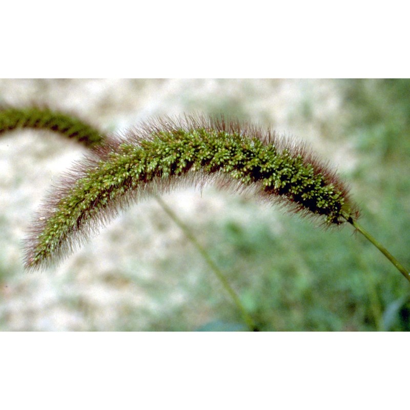 setaria italica (l.) p. beauv.