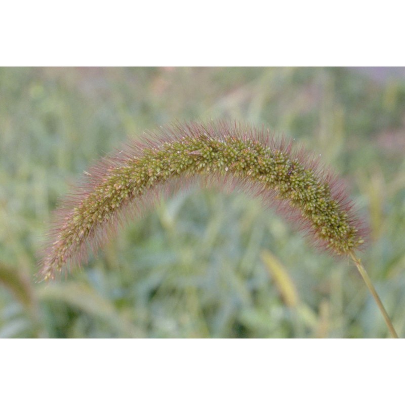 setaria italica (l.) p. beauv.