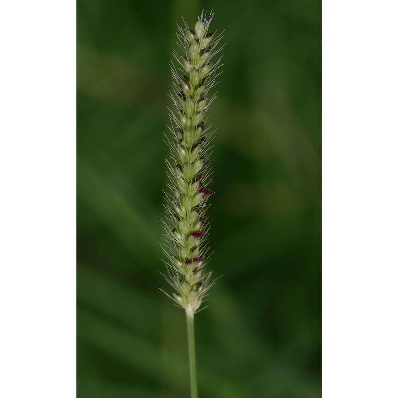 setaria parviflora (poir.) kerguélen