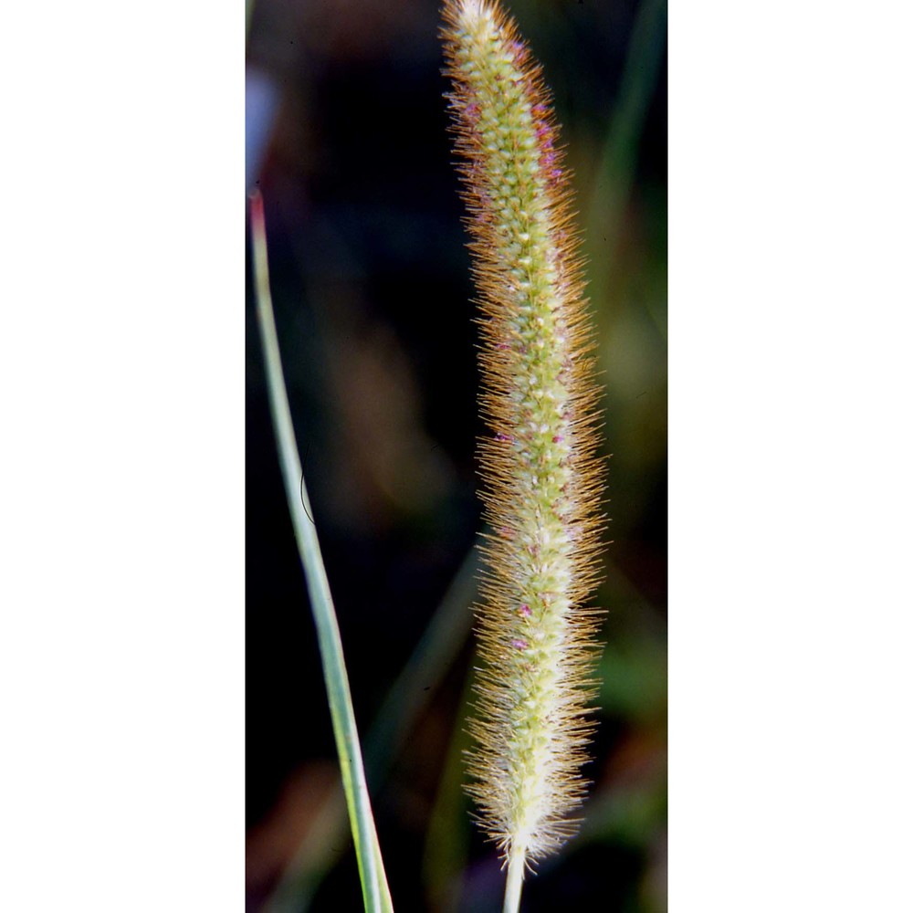 setaria pumila (poir.) roem. et schult.