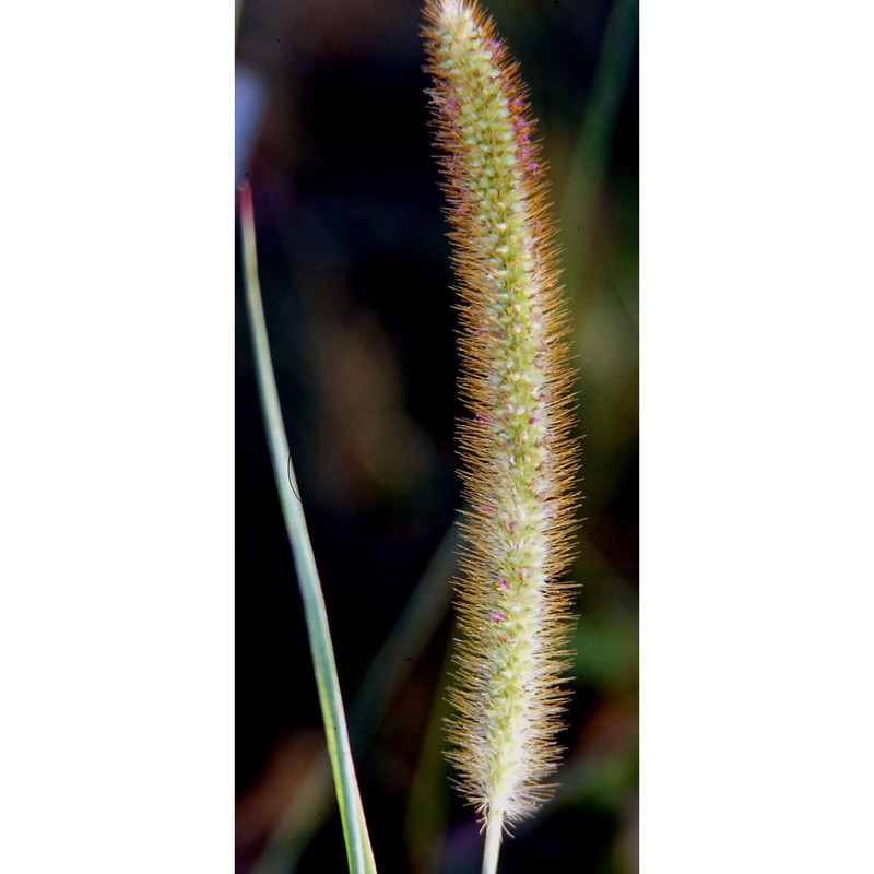 setaria pumila (poir.) roem. et schult.