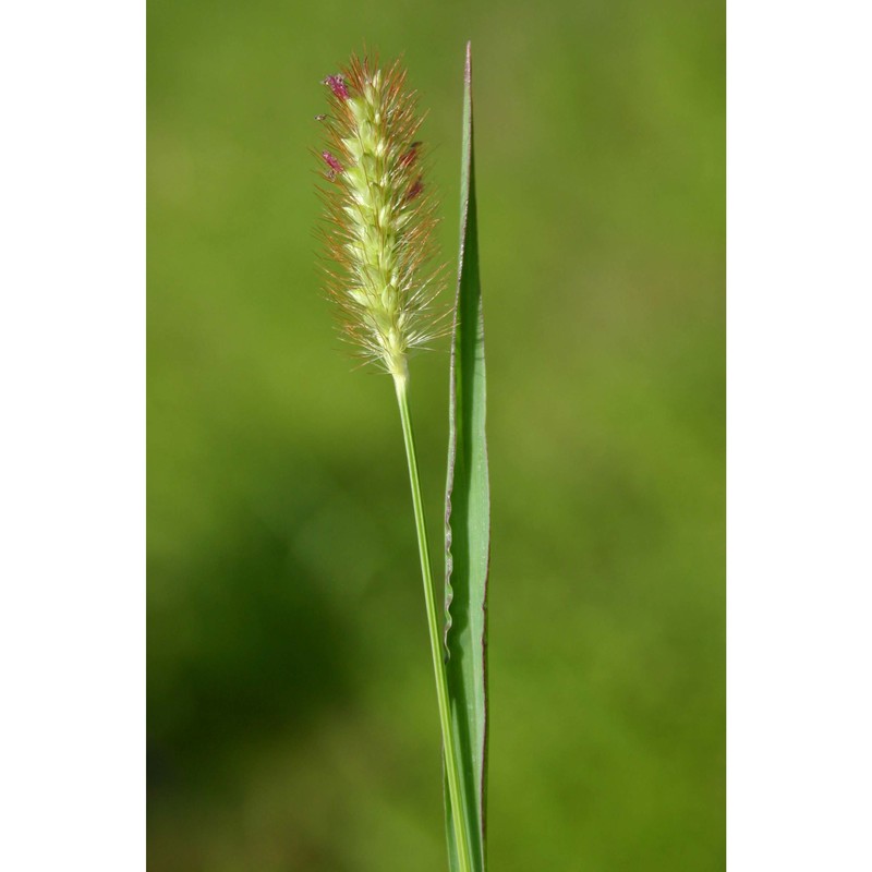 setaria pumila (poir.) roem. et schult.